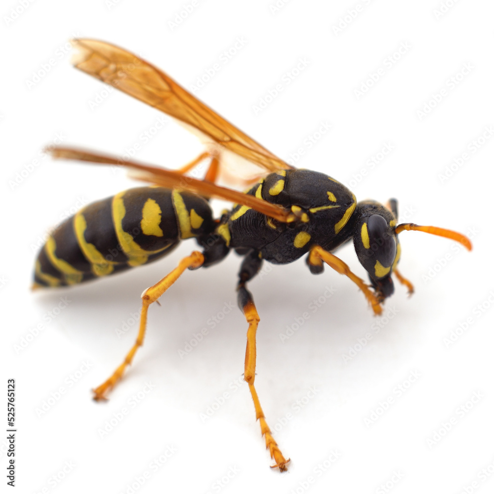 One small wasp. One small wasp.