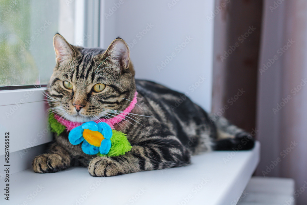 Striped gray cat in a colored scarf