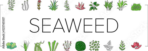 Aquatic Seaweed Natural Plant Icons Set Vector