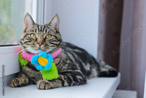 Fototapeta Naklejka Na Ścianę i Meble -  Striped gray cat in a colored scarf