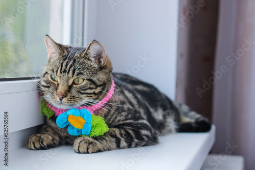 Striped gray cat in a colored scarf