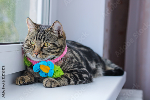 Striped gray cat in a colored scarf