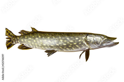 Canvas Print Big  pike fish