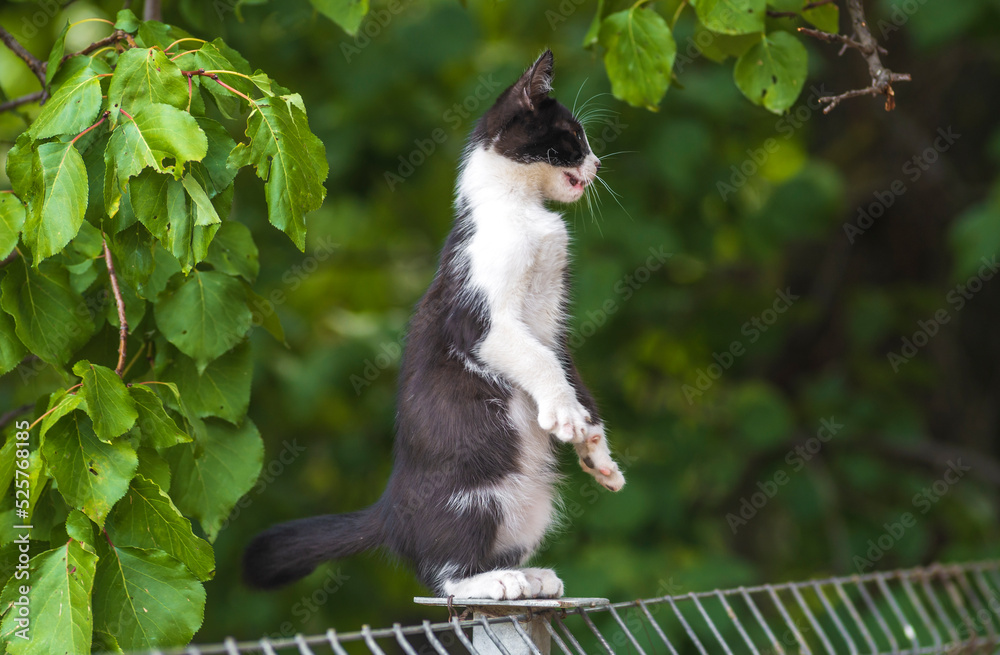 Scottish fold cat standing in the garden with green grass. White black kitten blurred of green background in the morning. metal fence rest Domestic park apricot tree leaf garden Scottish fold cat standing in the garden with green grass. White black kitten blurred of green background in the morning. metal fence rest Domestic park apricot tree leaf garden