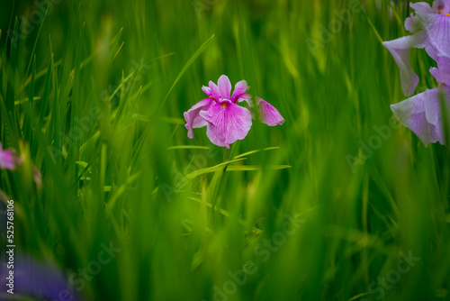 東村山八国山の花菖蒲 photo