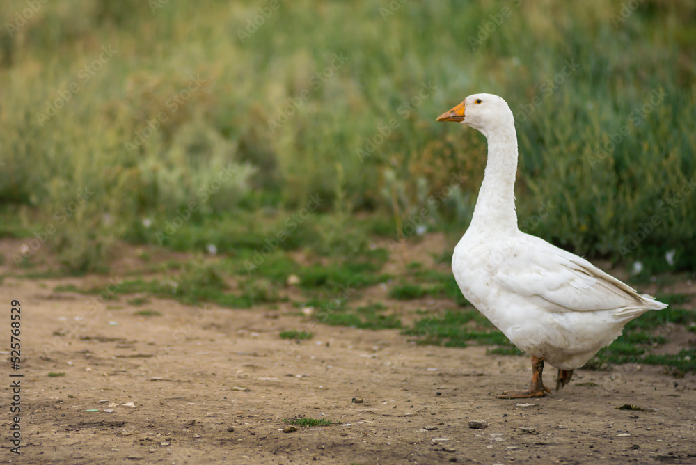 Geese in the grass, domestic bird, flock of geese. Flock of domestic geese. Summer green rural farm landscape gaggle Geese in the grass, domestic bird, flock of geese. Flock of domestic geese. Summer green rural farm landscape gaggle
