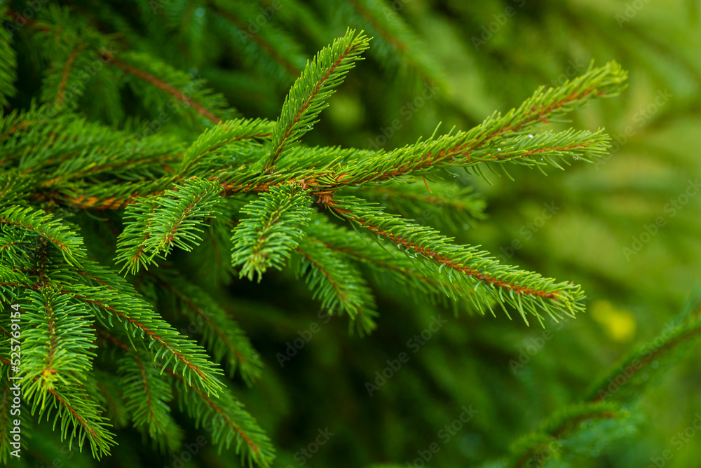 Siberian fir Pine branch  raindrops close up concept christmas new year holiday background summer winter textured  Green  greeting card  backdrop sun ray Young prickly Pine christmas spruce