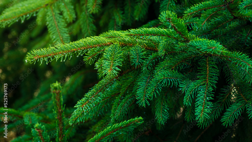 Siberian fir Pine branch raindrops close up concept christmas new year holiday background summer