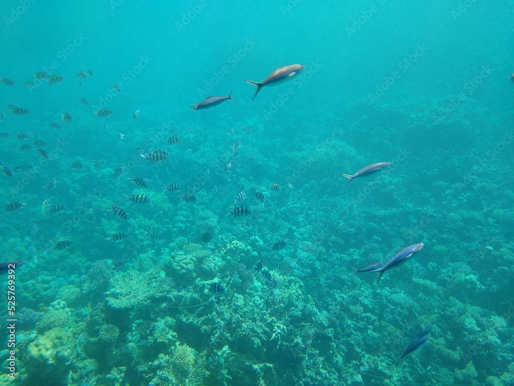 The underwater world of the sea with corals and schools of fish The underwater world of the sea with corals and schools of fish