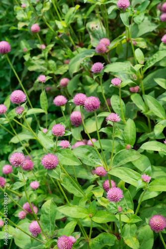 Gomphrena