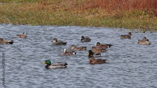 ducks swimming in a pond