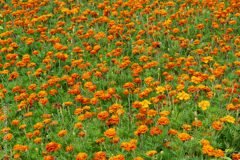 field of Tagetes