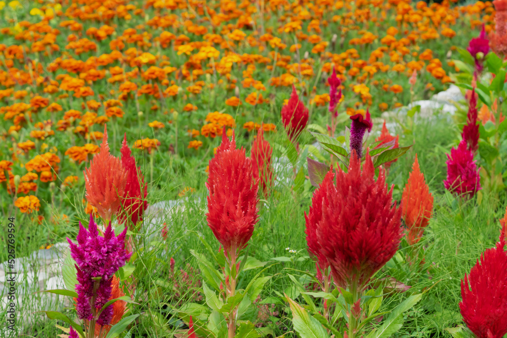 red and yellow flowers red and yellow flowers