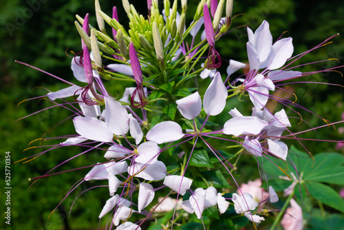 the spiny spiderflower photo