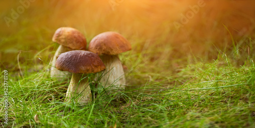 grzyb prawdziwek, borowik szlachetny, grzyby w lesie.  Whild Mushrooms