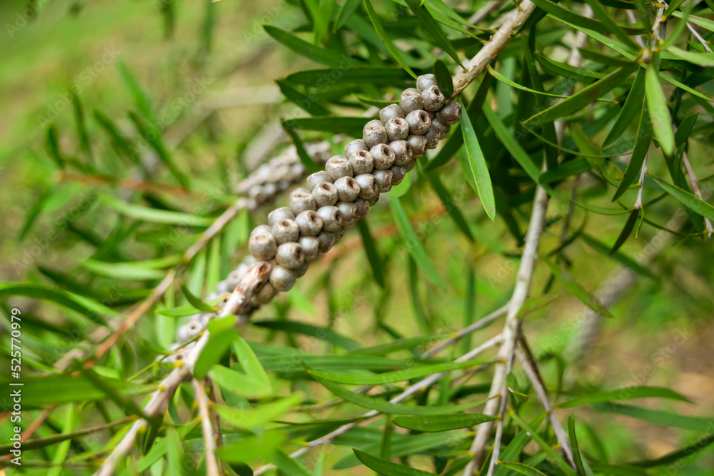 Naklejka premium Bottlebrush