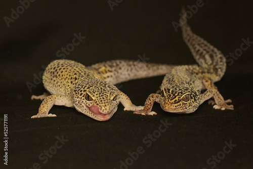 A pair of leopard geckos are getting ready to mate. This reptile has the scientific name Eublepharis macularius.