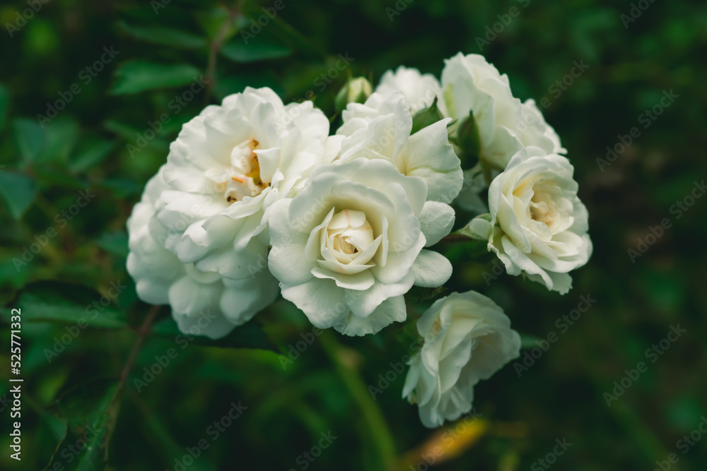 white rose in garden white rose in garden