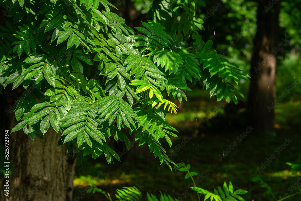 jcalliandra surinamensis benth leaf uglans californica pterocarya rhoifolia fresh foliage after rain tropical shrub Moldova. jcalliandra surinamensis benth leaf uglans californica pterocarya rhoifolia fresh foliage after rain tropical shrub Moldova.