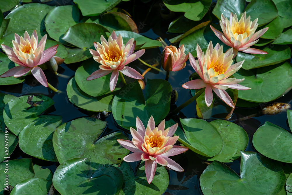 Beautiful pink lotus or water lily flowers blooming on pond summer lake  green leaves blooming lotus  Rain drops water decorative Botanical Garden Moldova