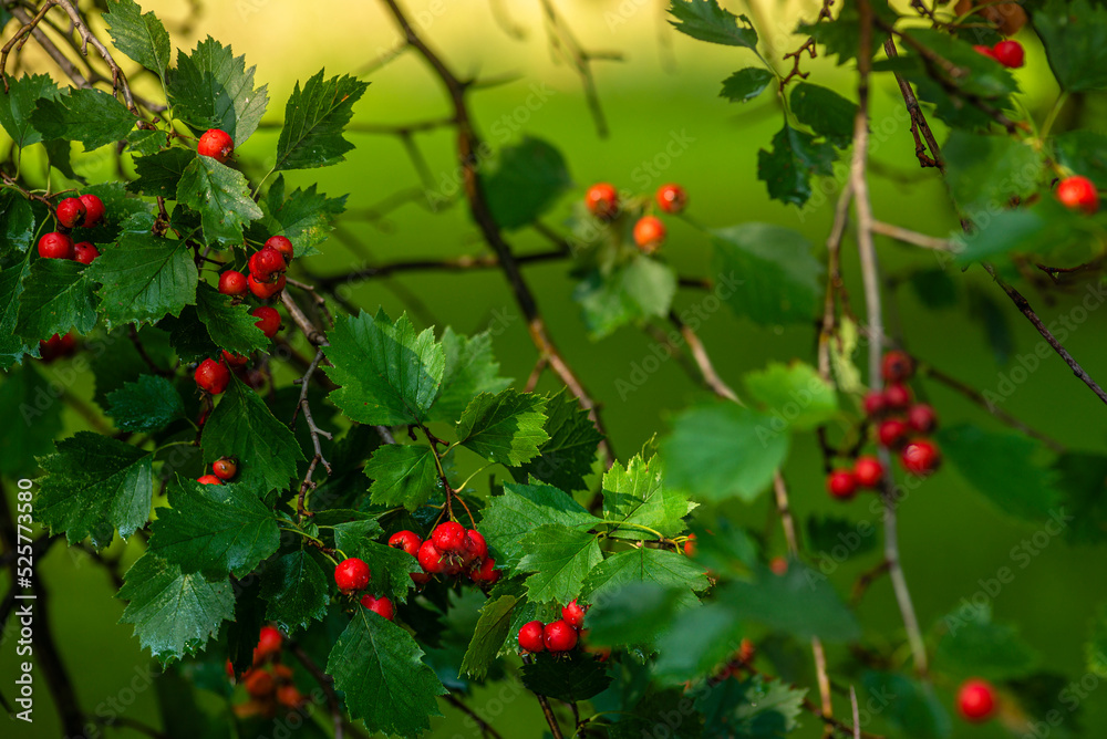 hawthorn branch sorbus torminalis bush with red berries clusters close up elsbeeren aucuparia domestica Branches rowan tbeautiful ree  Mehlbeere Crataegus monogyna.