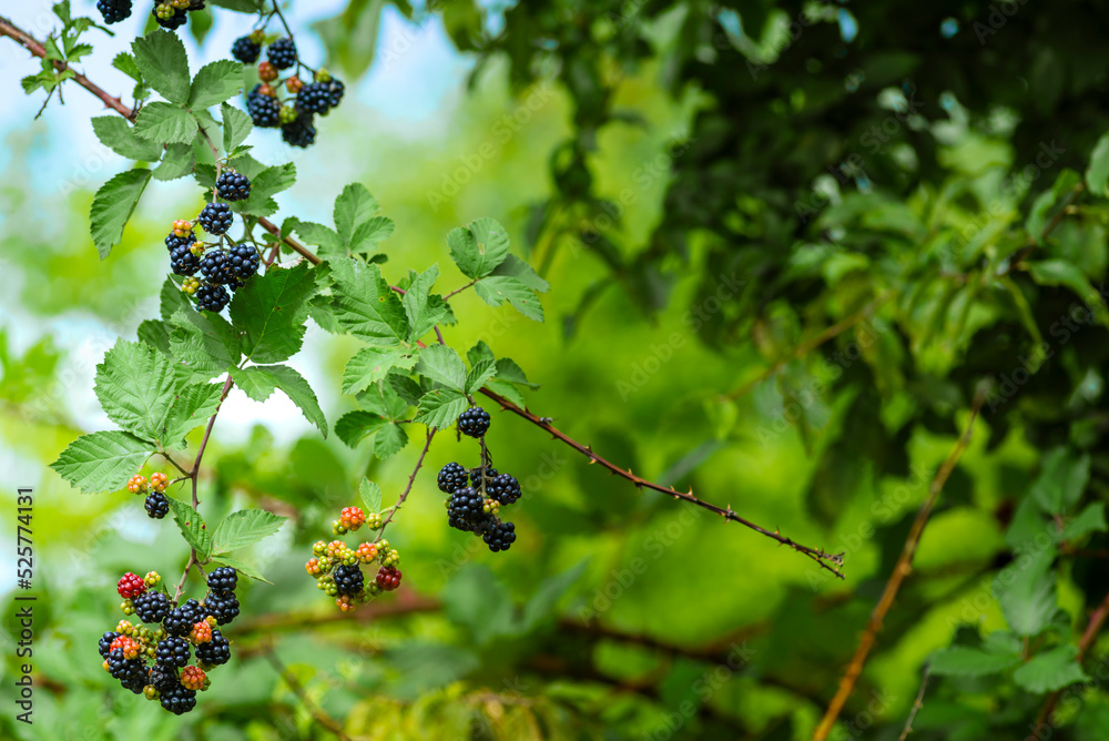 Wild Blackberries growing ripening twig Natural food - fresh garden. Bunch of ripe blackberry fruit - Rubus fruticosus branch with green leaves farm. Close-up, blurred background. field hand man. Wild Blackberries growing ripening twig Natural food - fresh garden. Bunch of ripe blackberry fruit - Rubus fruticosus branch with green leaves farm. Close-up, blurred background. field hand man.