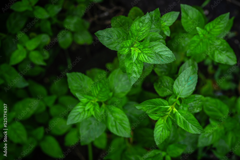 Mint leaves background. Green mint leaves pattern layout design. Ecology natural creative concept. Top view nature background spearmint herbs growing garden. Mint leaves background. Green mint leaves pattern layout design. Ecology natural creative concept. Top view nature background spearmint herbs growing garden.