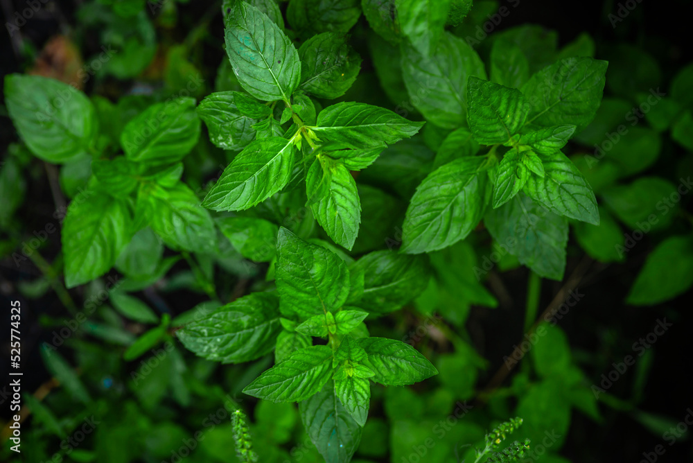 Mint leaves background. Green mint leaves pattern layout design. Ecology natural creative concept. Top view nature background spearmint herbs growing garden. Mint leaves background. Green mint leaves pattern layout design. Ecology natural creative concept. Top view nature background spearmint herbs growing garden.