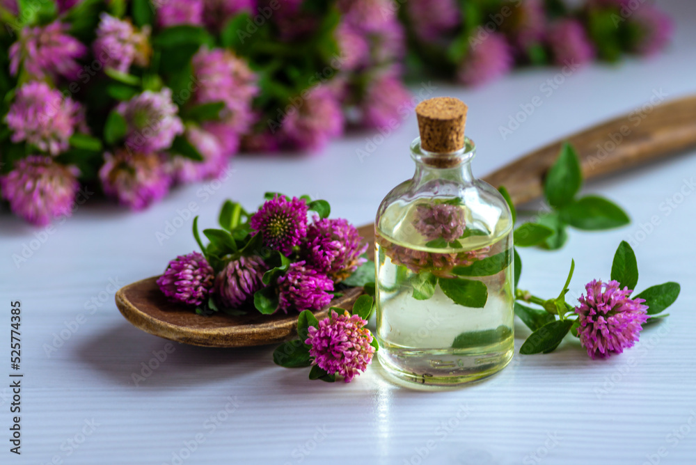 pink Clover oil Flower Blossom white background tincture infusion traditional medicine aromatherapy Small bottle Trifolium pratense text space cosmetics concept. pink Clover oil Flower Blossom white background tincture infusion traditional medicine aromatherapy Small bottle Trifolium pratense text space cosmetics concept.