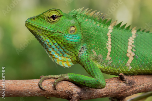 green forest lizard on a branch
