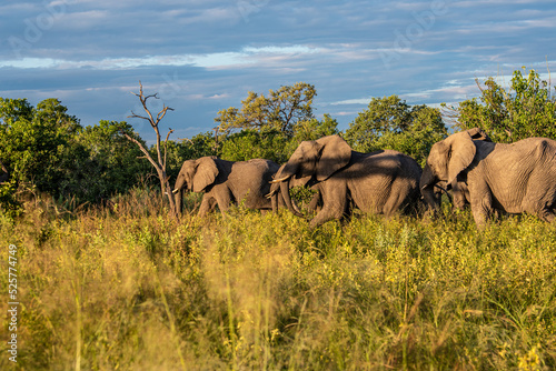 Bull elephant  loxodonta africana  in the grasslands of Amboseli National Park  Kenya. Front view