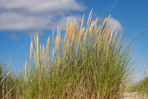 Close up of beach or marram grass  also called Ammophila arenaria or Strandhafer