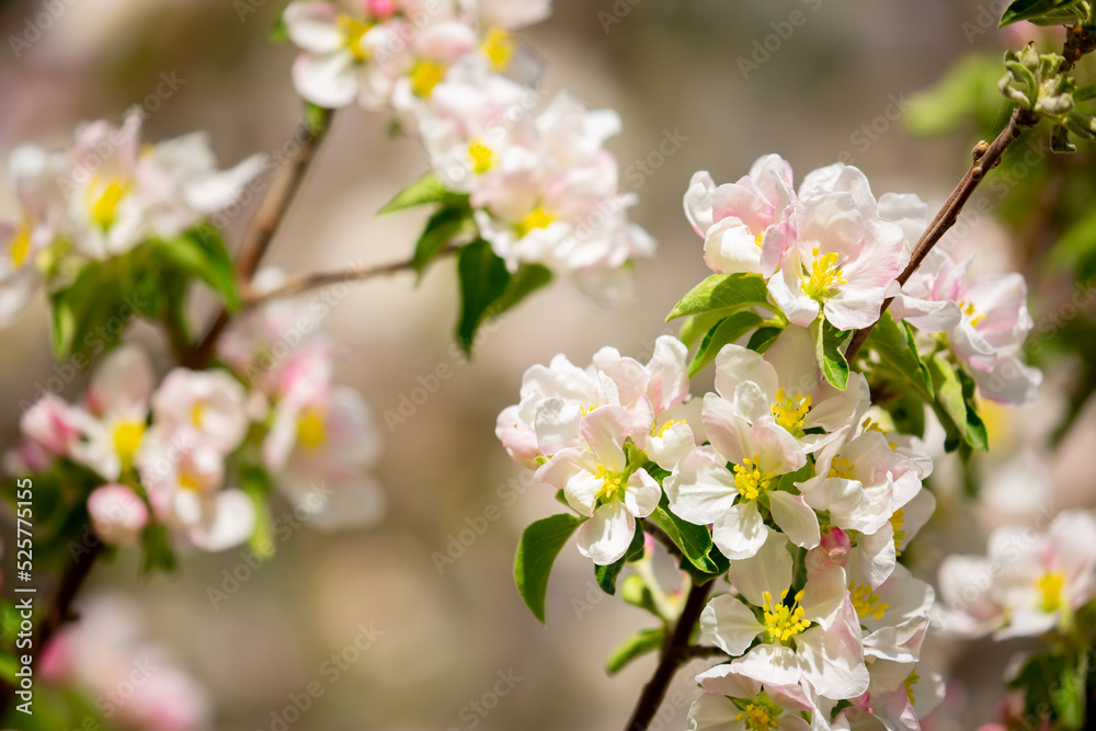 White flowers bloom in the trees. Spring landscape with blooming sakura tree. Beautiful blooming garden on a sunny day. Copy space for text.