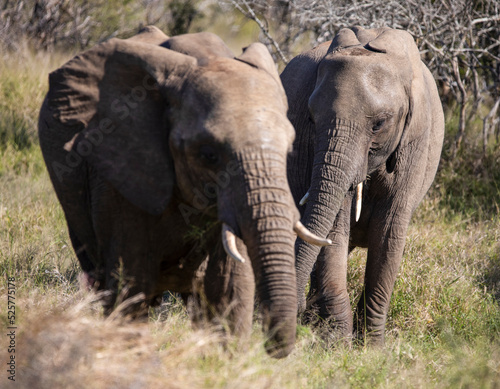 Pair of African elephants enjoying the wildlife of the African savannah where they are safari attractions because of their long trunks and strong ivory tusks.