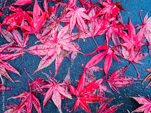 雨に濡れた紅葉