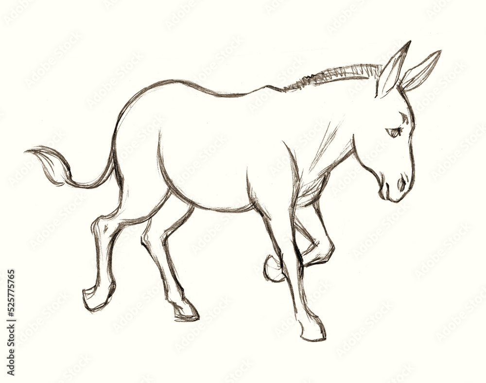 A donkey. Side view. Pencil drawing