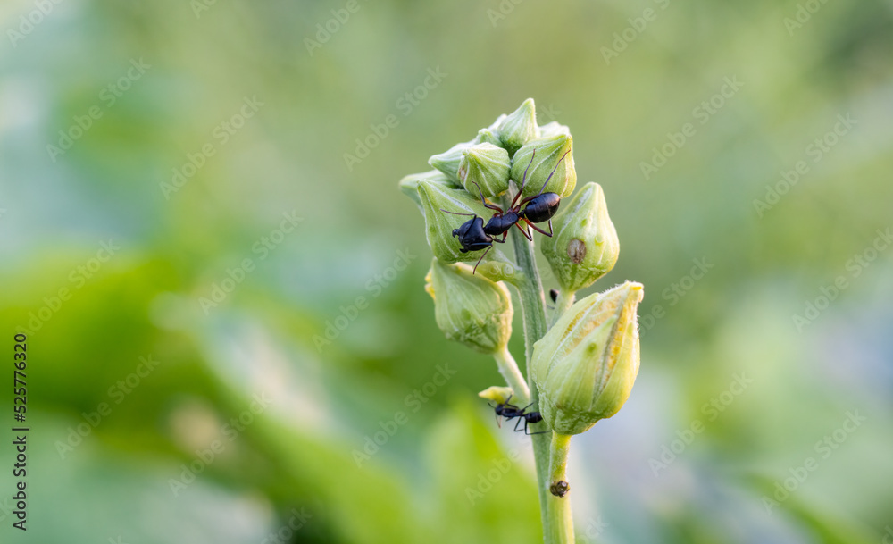 Close up shot of black ant on sponge gourd flower with copy space