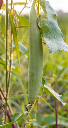 Young sponge gourd or luffa aegyptiaca vegetable growing inside of a farm