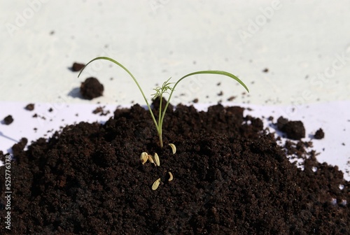 Fennel Sapling in Soil with Seeds with Selective Focus