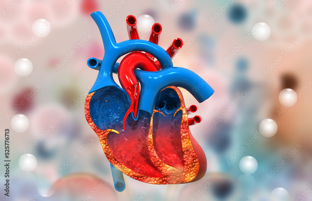 Human heart cross section anatomy. 3d illustration. Stock Illustration ...