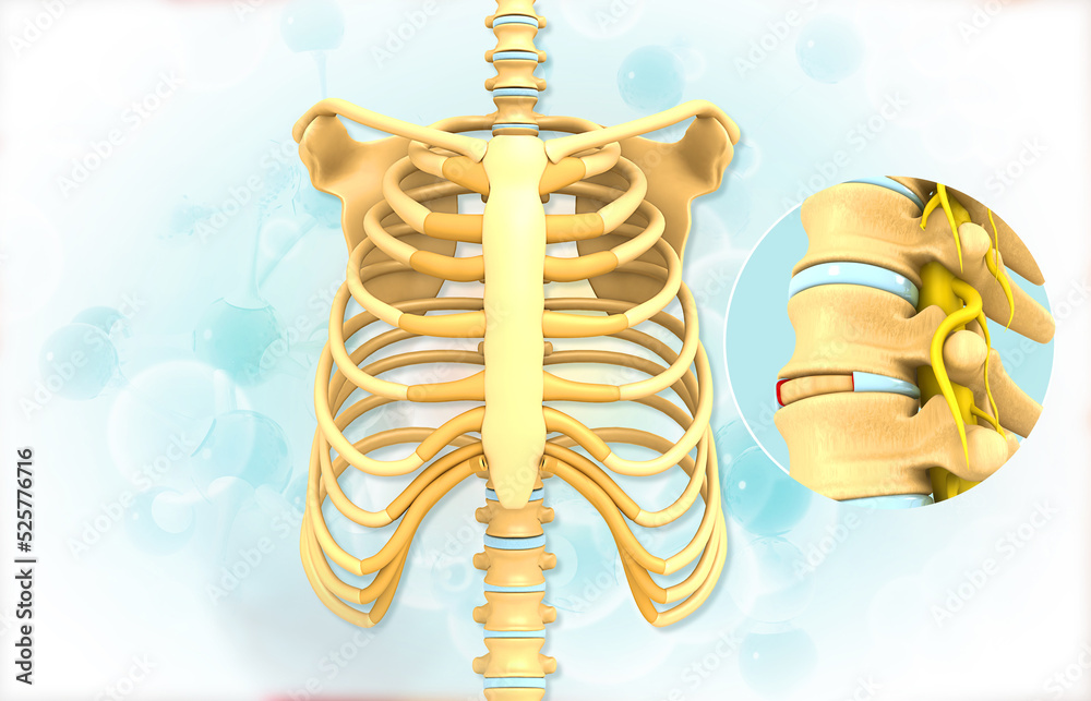Anatomy of Human rib and spine. 3d illustration.. Stock Illustration