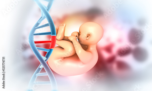 Human fetus with dna strand. 3d illustration.