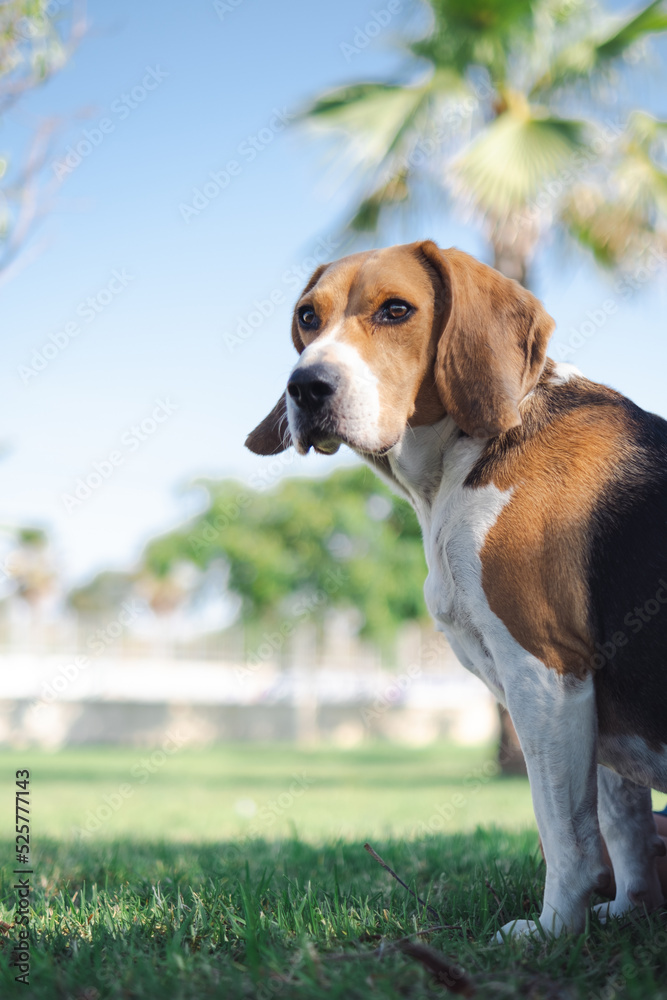 Beagle dog on the grass