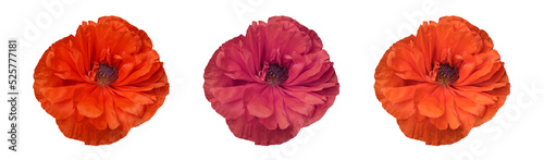 Set with beautiful poppy flowers on white background. Banner design © New Africa