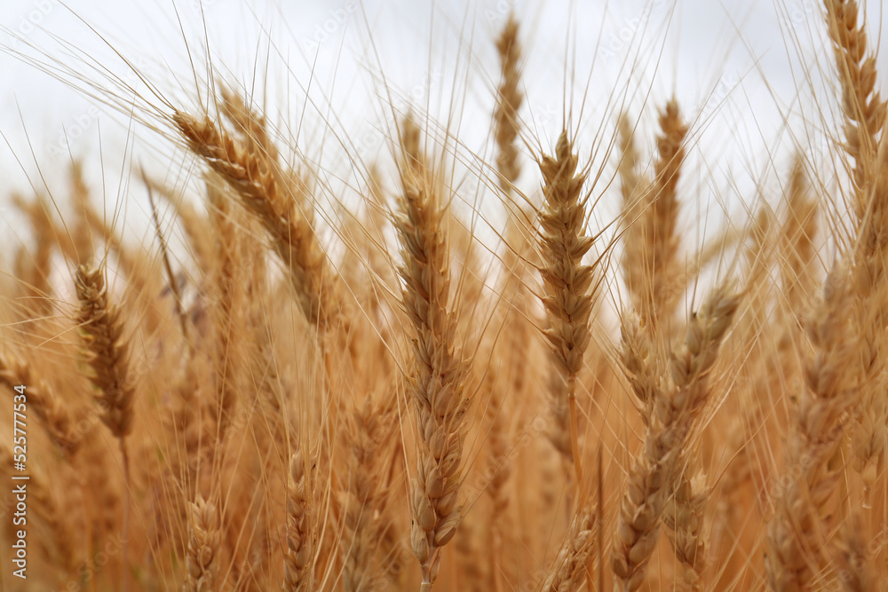 Fototapeta premium Beautiful ripe wheat spikes in agricultural field