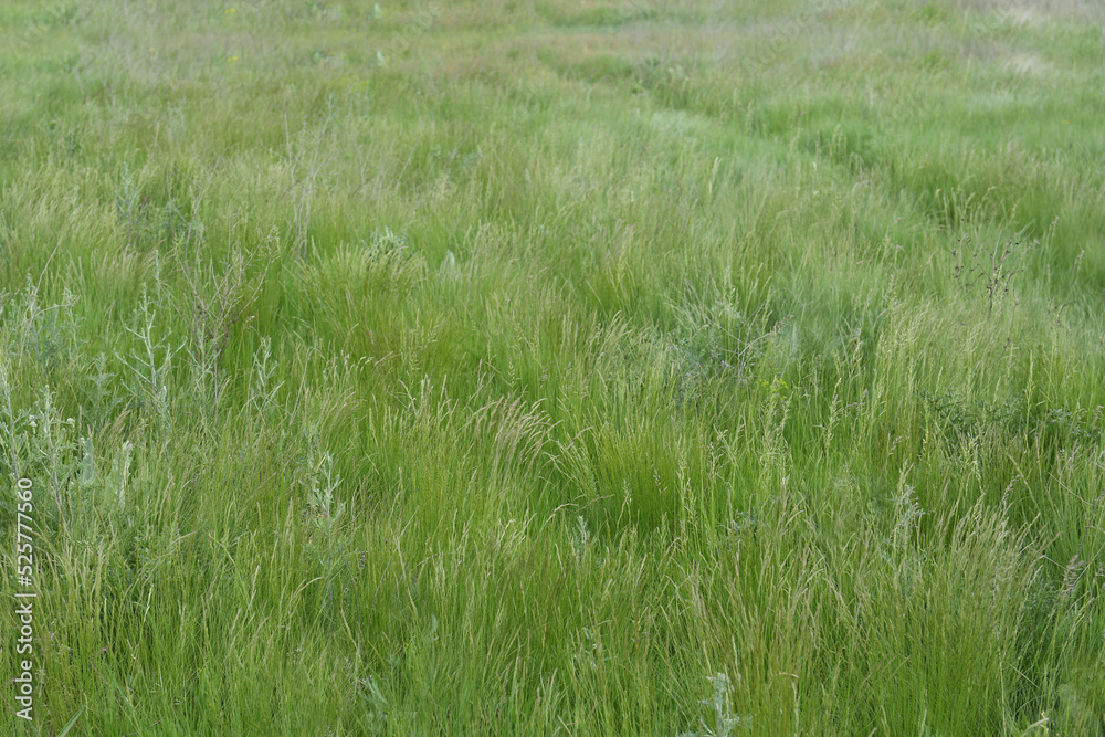 Beautiful green grass growing in field on sunny day Beautiful green grass growing in field on sunny day