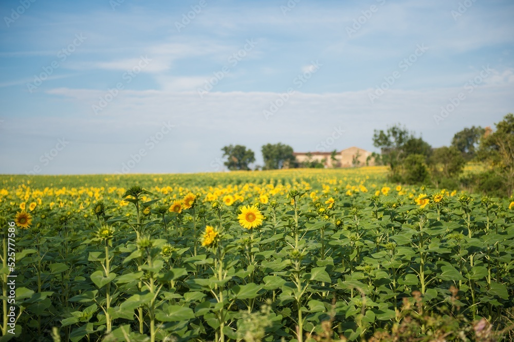 Champ de tournesols avec en arrière plan une ferme bordée d'arbres
Field of sunflowers with a farm lined with trees in the background