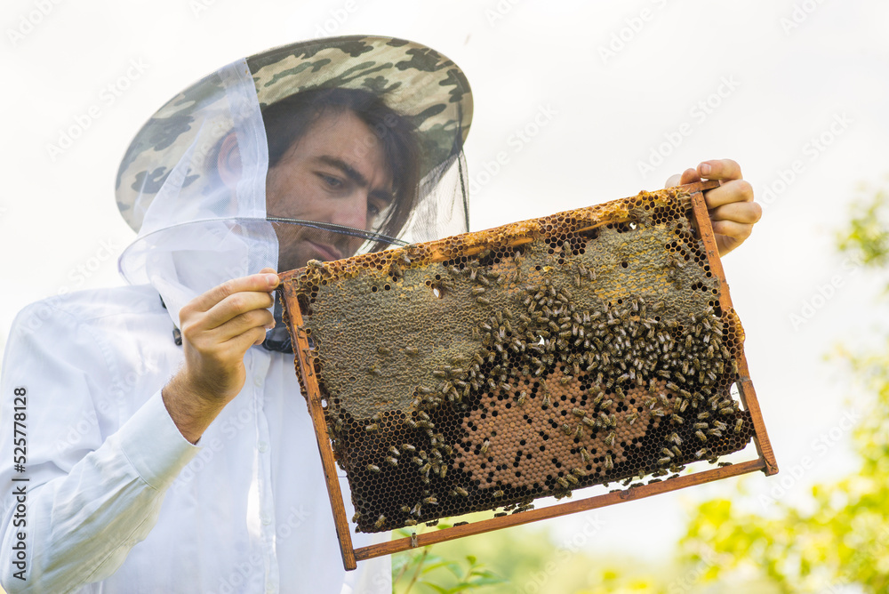 Beekeeper holding frame Background texture pattern section wax Bees work honeycomb from bee hive filled golden honey Concept apiculture apiary. Inspects Beekeeper holding frame Background texture pattern section wax Bees work honeycomb from bee hive filled golden honey Concept apiculture apiary. Inspects