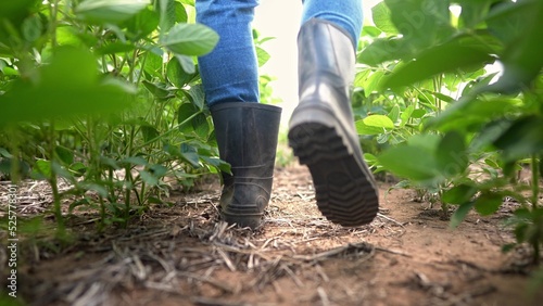 Agriculture. male farmer in rubber boots walks through a soybean plantation. business agriculture growing soybeans concept. a farmer feet are lifestyle walking in a soybean close-up field