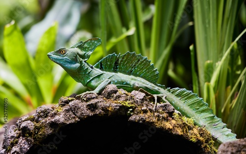 Closeup of common basilisk in the area of Tabacon Hot Springs, Costa Rica photo